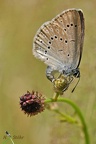 Heller Wiesenknopf-Ameisenbläuling (Phengaris teleius)