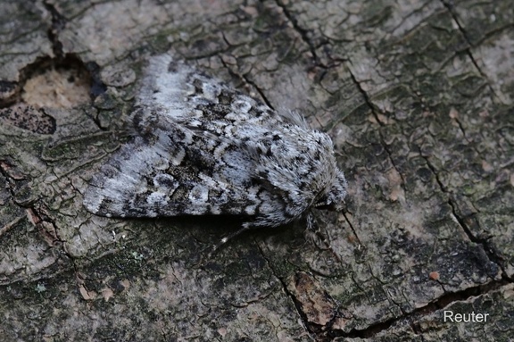 Hasenlattich-Eule (Hecatera bicolorata)