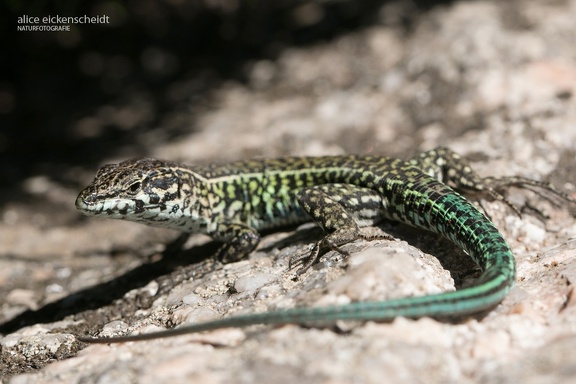 Thyrrhenische Mauereidechse (Podarcis tiliguerta)