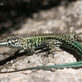 Thyrrhenische Mauereidechse (Podarcis tiliguerta)