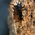 Bockkäfer (Herophila tristis)