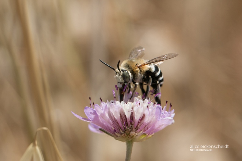 Weiße Bindenpelzbiene (Amegilla quadrifasciata) -Calangianus.jpg