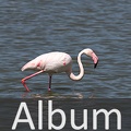 Album Flamingos  <!--hidden-->