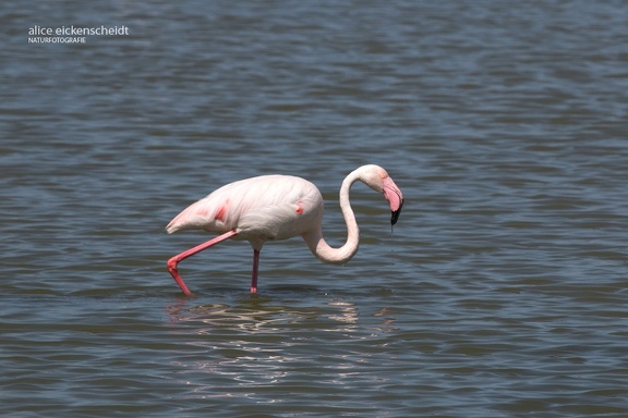 Rosaflamingo (Phoenicopterus roseus)