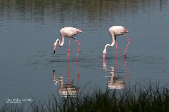 Rosaflamingo (Phoenicopterus roseus)