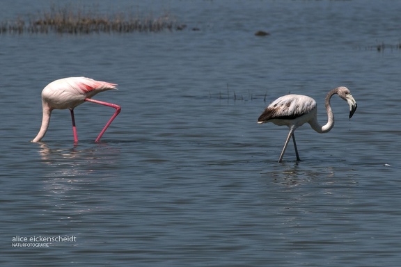 Rosaflamingo (Phoenicopterus roseus)