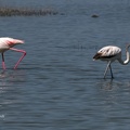 Rosaflamingo (Phoenicopterus roseus)