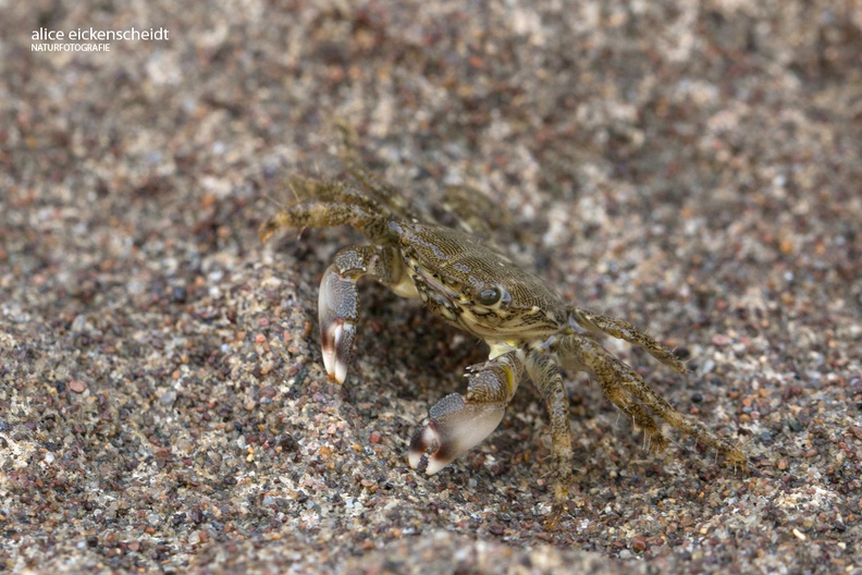 Felsenkrabbe (Pachygrapsus marmoratus).jpg