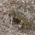 Marmorierte Felsenkrabbe (Pachygrapsus marmoratus)