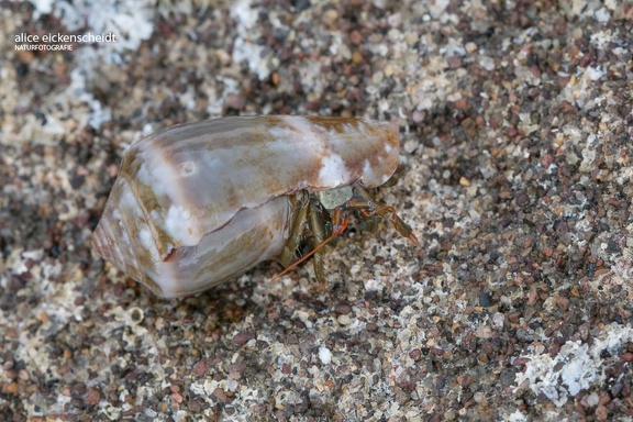 Mittelmeer-Felsküsteneinsiedler (Clibanarius erythropus)