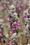 Katzengamander (Teucrium marum)