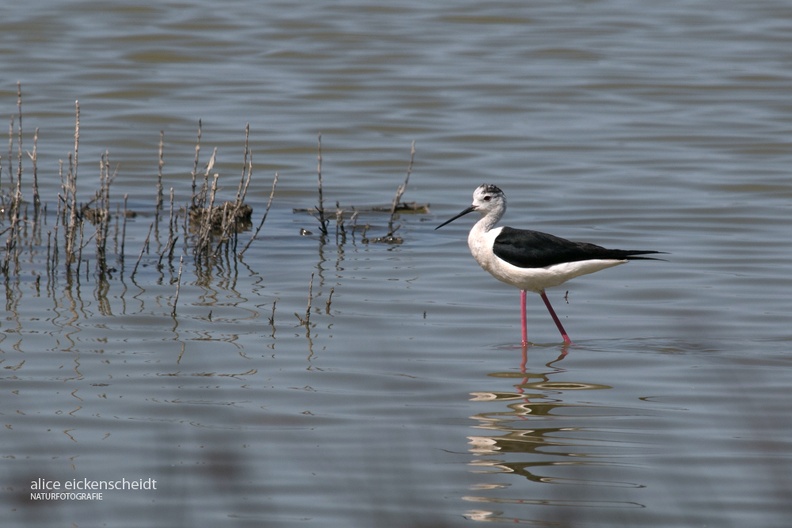 Stelzenläufer (Himantopus himantopus).jpg