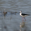 Stelzenläufer (Himantopus himantopus)