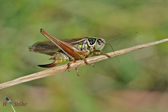 Roesels Beißschrecke (Metrioptera roeselii)