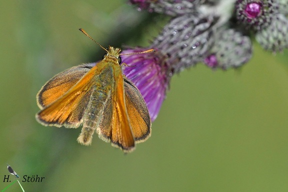 Ockergelber Braun-Dickkopffalter (Thymelicus sylvestris)