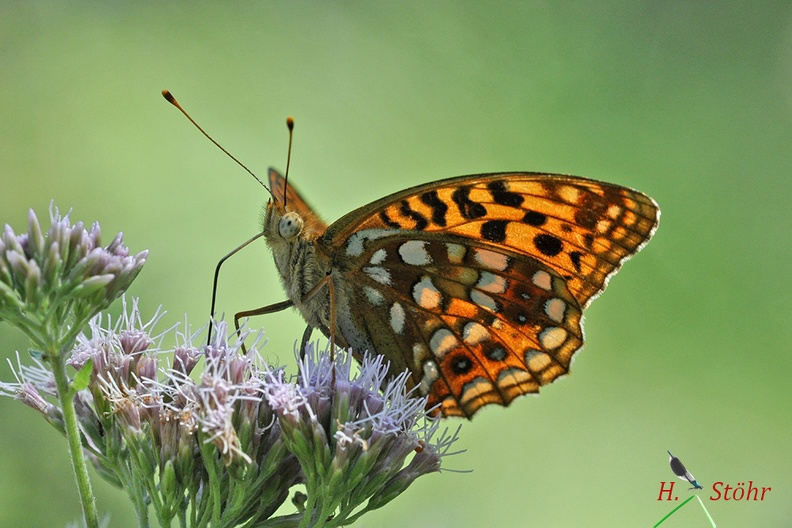 Feuriger Perlmuttfalter (Fabriciana adippe)