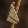 Rotgestreifter Wanderspanner (Rhodometra sacraria)