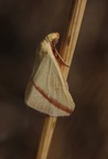 Rotgestreifter Wanderspanner (Rhodometra sacraria)