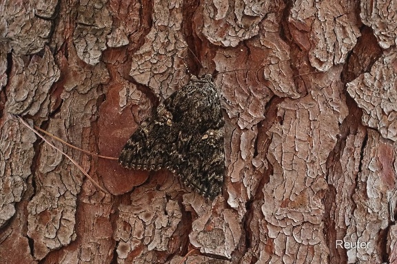 Blaues Ordensband (Catocala fraxini)