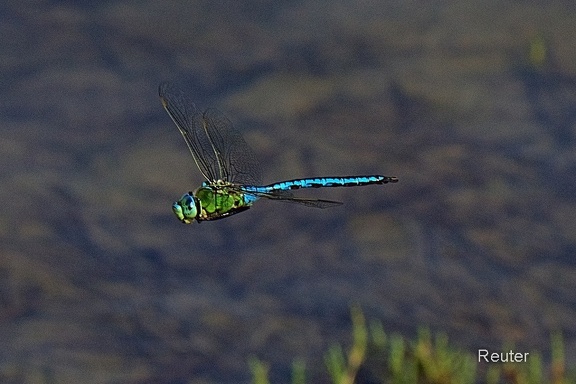 Große Königslibelle (Anax imperator)