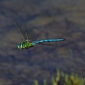 Große Königslibelle (Anax imperator)