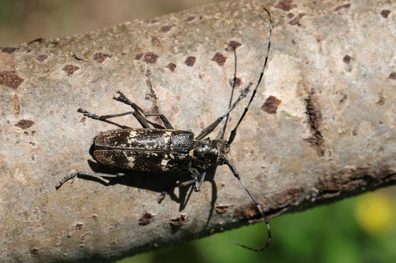 Schneiderbock (Monochamus sartor)