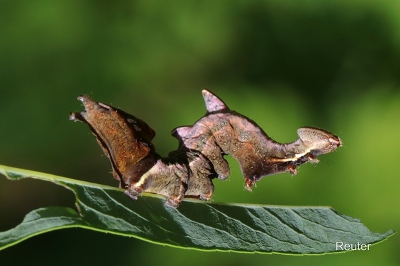 Zickzackspinner (Notodontia ziczac)