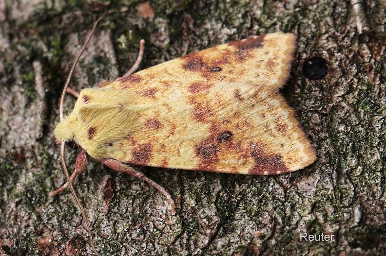 Bleich-Gelbeule - The Sallow (Cirrhia icteritia)
Foto: Karl Reuter
Ort: Reutlingen-Betzingen
Kamera: Canon EOS 80 D, EF 100 mm 1:2,8 L IS USM (Canon)
Bleich-Gelbeule (Xanthia icteritia).jpg