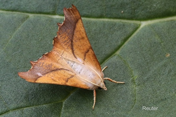 Eschen-Zackenrandspanner (Ennomos fuscantaria)