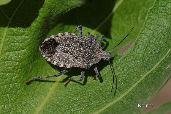 Baumwanze (Apodiphus amygdali)