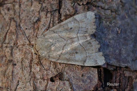 Trapezeule (Cosmia trapezina)