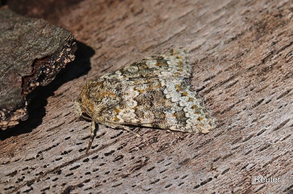 Kompasslattich-Eule (Hecatera dysodea)