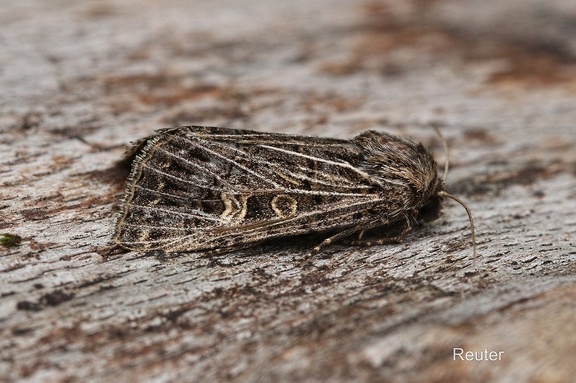 Weißgerippte Lolcheule (Tholera decimalis)