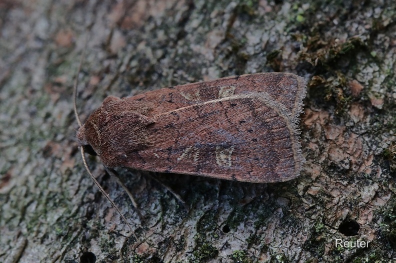 Braune Spätsommer-Bodeneule (Xestia xanthographa).jpg