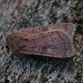 Braune Spätsommer-Bodeneule (Xestia xanthographa)