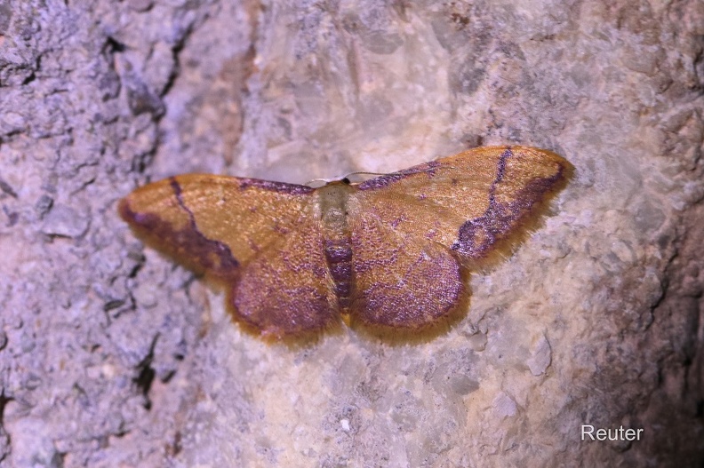 Spanner (Idaea ostrinaria)