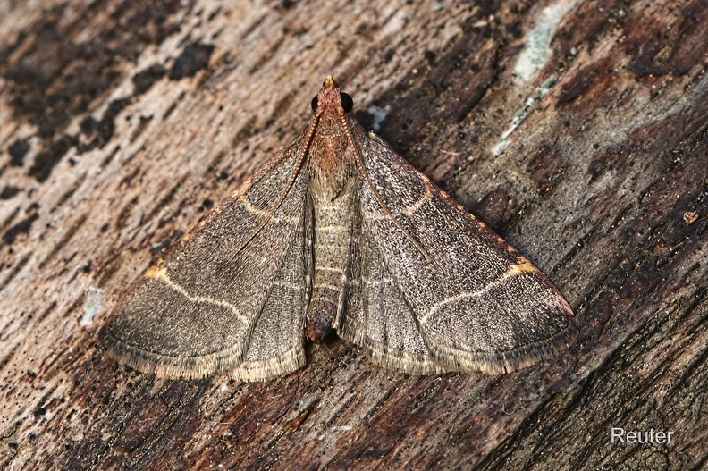 Zünsler - Double-striped Tabby (Hypsopygia glaucinalis)
Foto: Karl Reuter
Ort: Reutlingen-Betzingen
Kamera: Canon EOS 80 D, EF 100 mm 1:2,8 L IS USM (Canon)
Hypsopygia glaucinalis.jpg