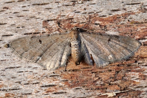 Hopfen-Blütenspanner (Eupithecia assimilata)