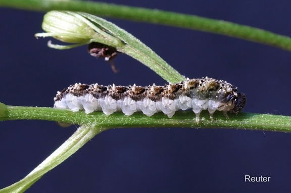 Echte Blattwespe (Tenthredo bipunctula)