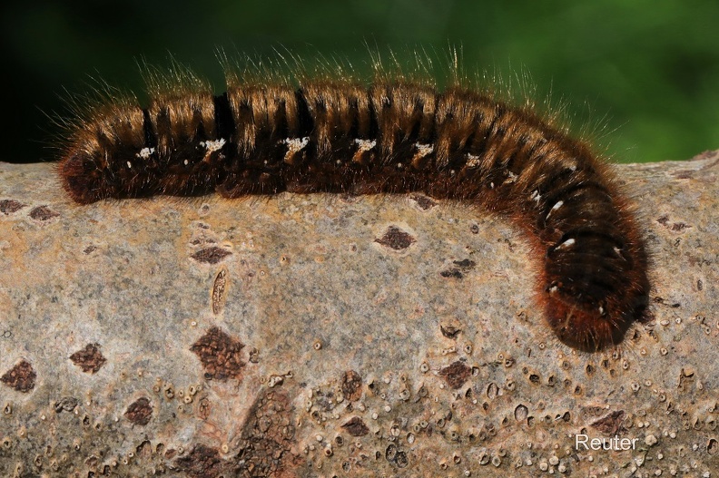 Eichenspinner (Lasiocampa quercus)