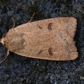 Veränderliche Herbsteule (Agrochola lychnidis)