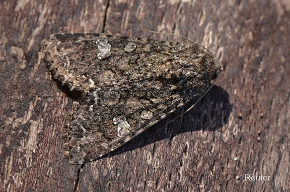 Kohleule (Mamestra brassicae)