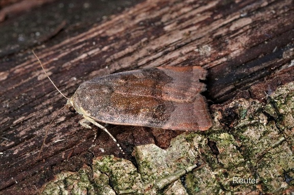Janthe-Bandeule (Noctua janthe)
