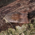 Janthe-Bandeule (Noctua janthe)