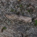 Wanderzünsler (Nomophila noctuella)