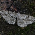 Rauten-Rindenspanner (Peribatodes rhomboidaria)