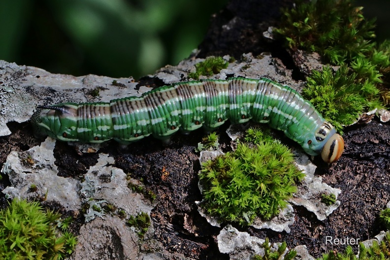 Kiefernschwärmer (Sphinx pinastri)