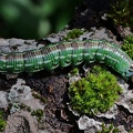 Kiefernschwärmer (Sphinx pinastri)