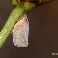 Gefleckte Schmetterlingszikade (Phantia subquadrata)