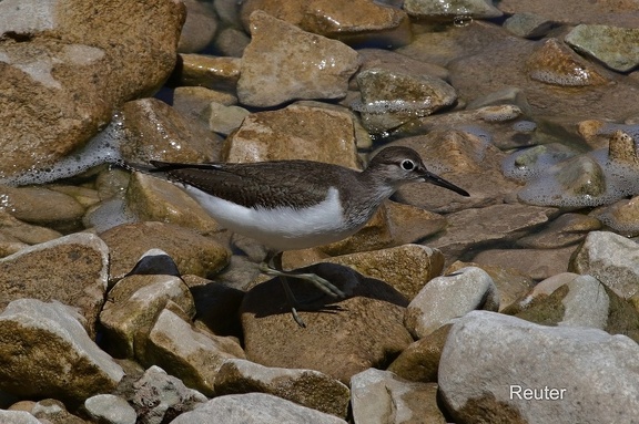 Flussuferläufer (Actitis hypoleucos)